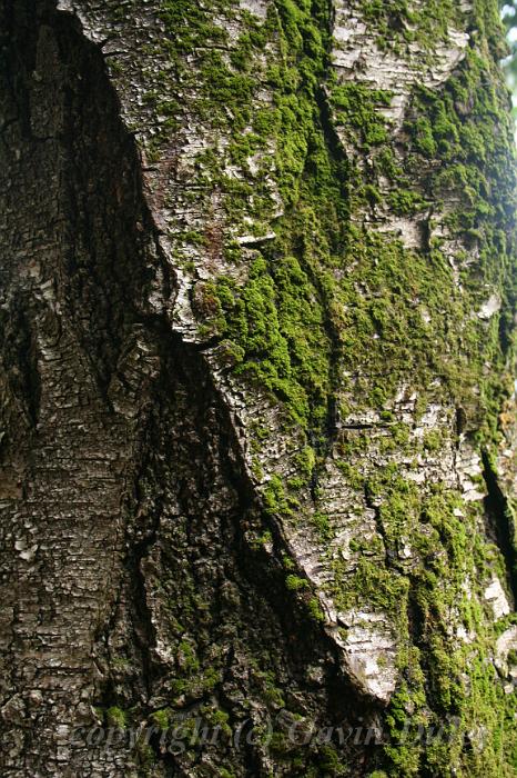 Tree bark, Cloudehill Gardens IMG_6454.JPG